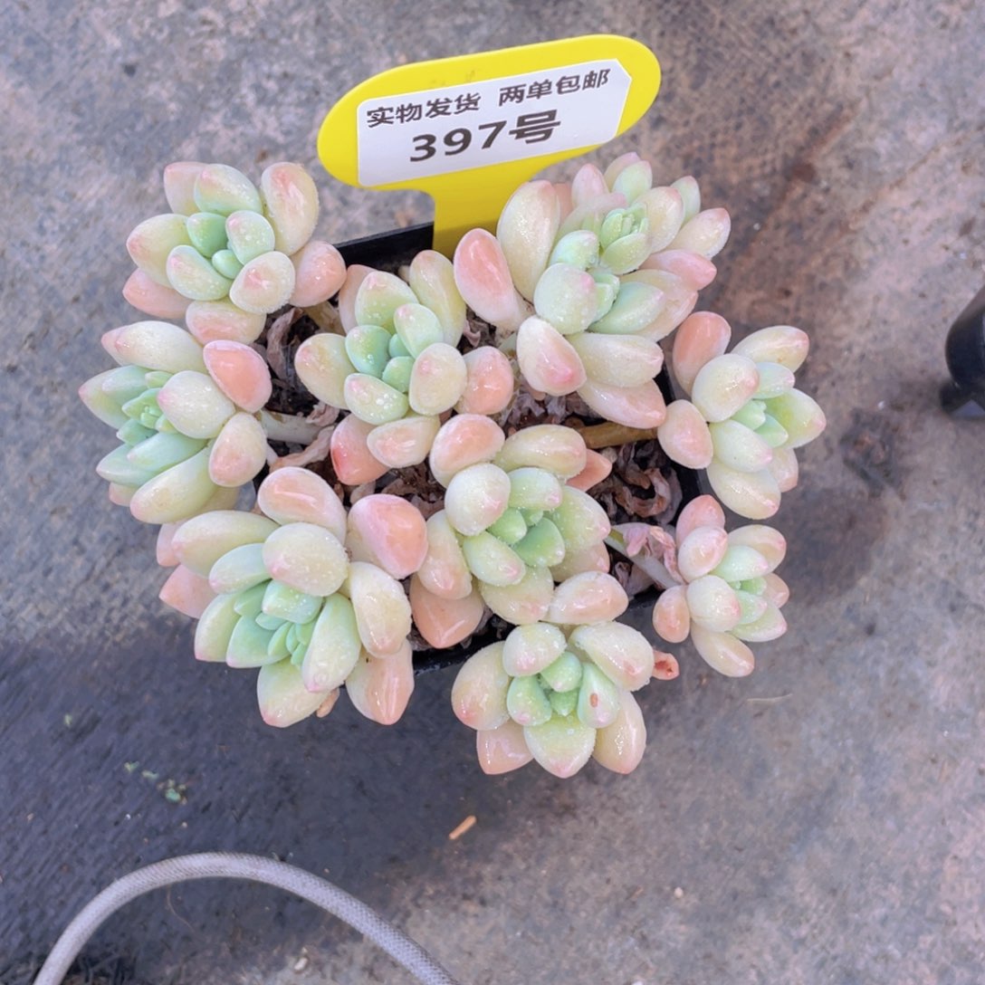 397号 奶酪蛋糕老桩大群生一个