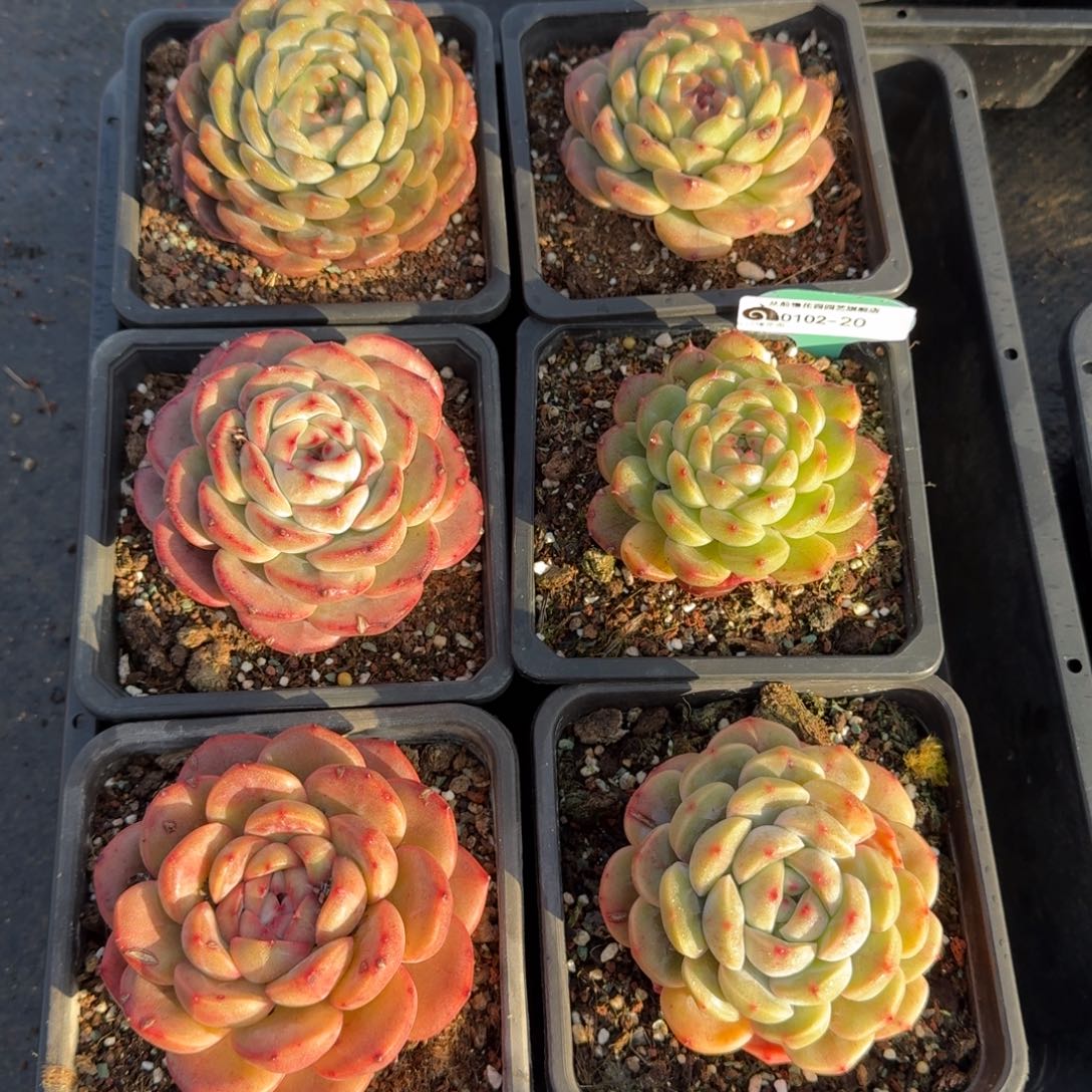 从前慢多肉精选编号0102.20