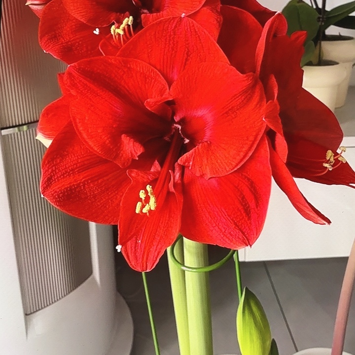 新年快乐直径6.5-7.5残次不售后