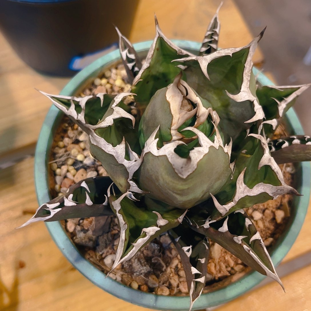 包菜姬仁，潮流植物