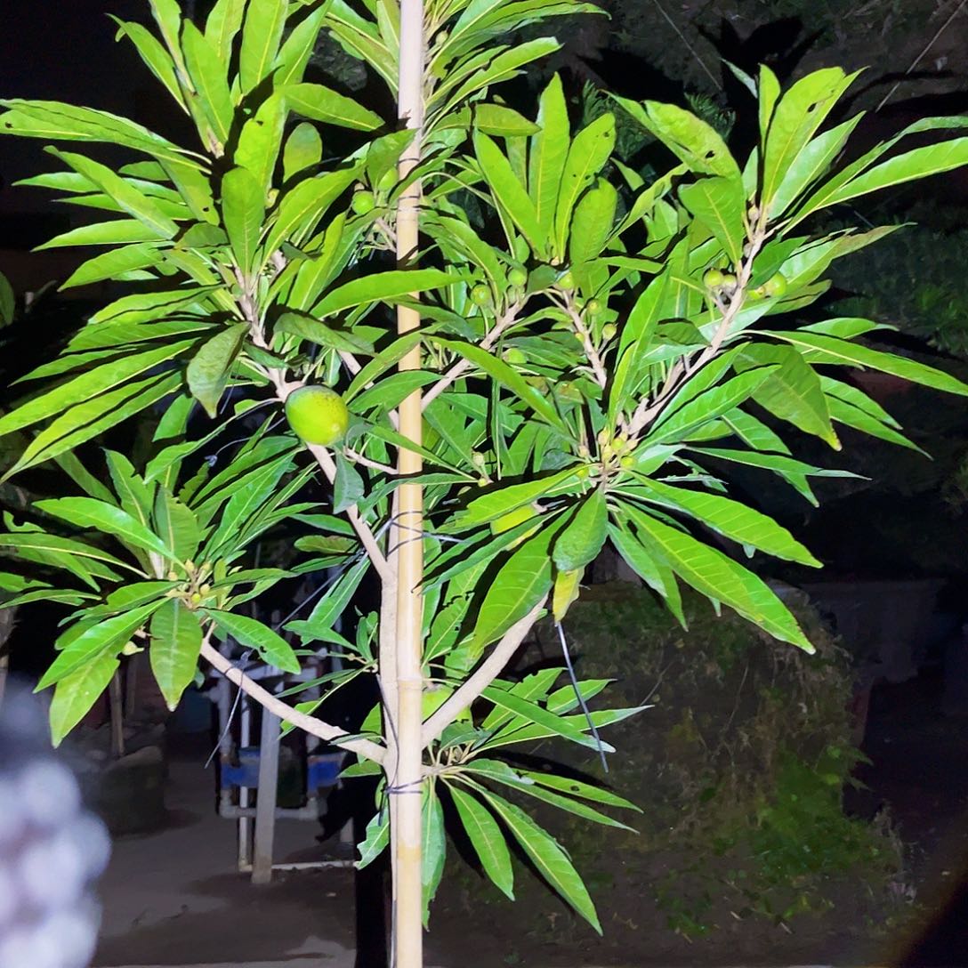 糯****完全开放果苗666666