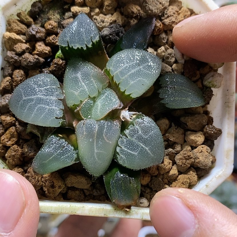 【闪购商品】88丸叶