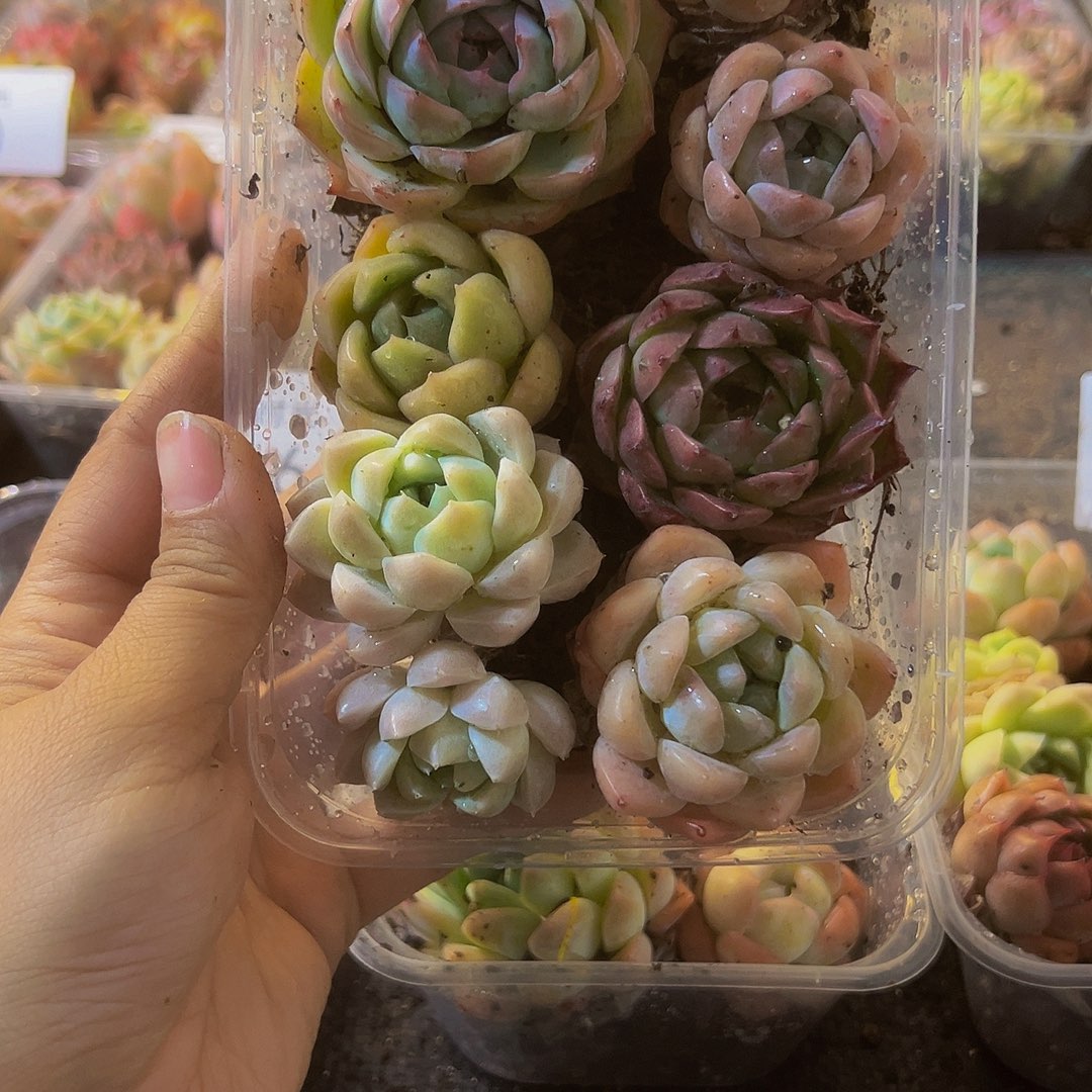 874拼盘，带盆带土发货