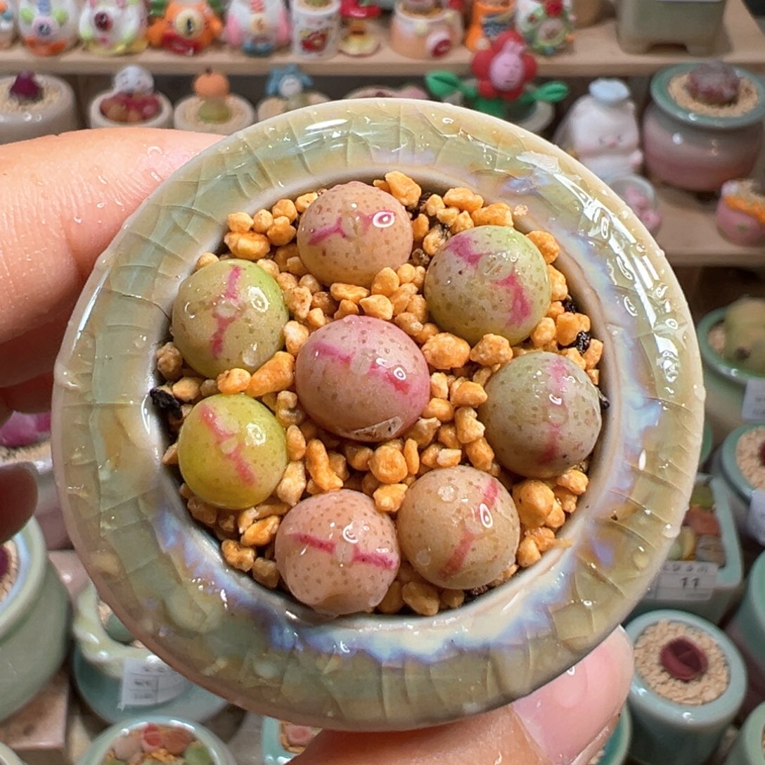 多肉植物62号少将