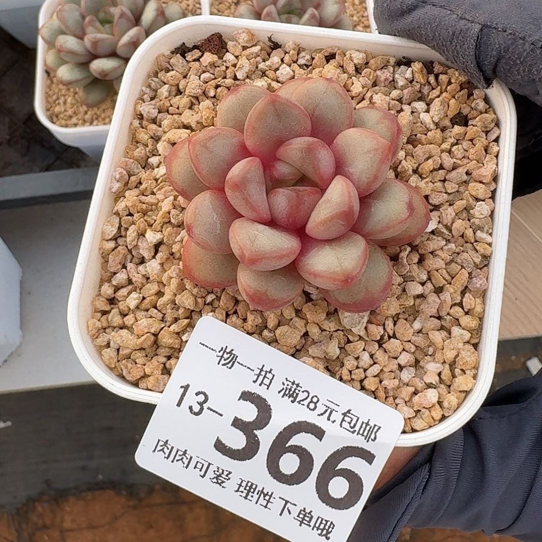 葡萄无盆无发货无