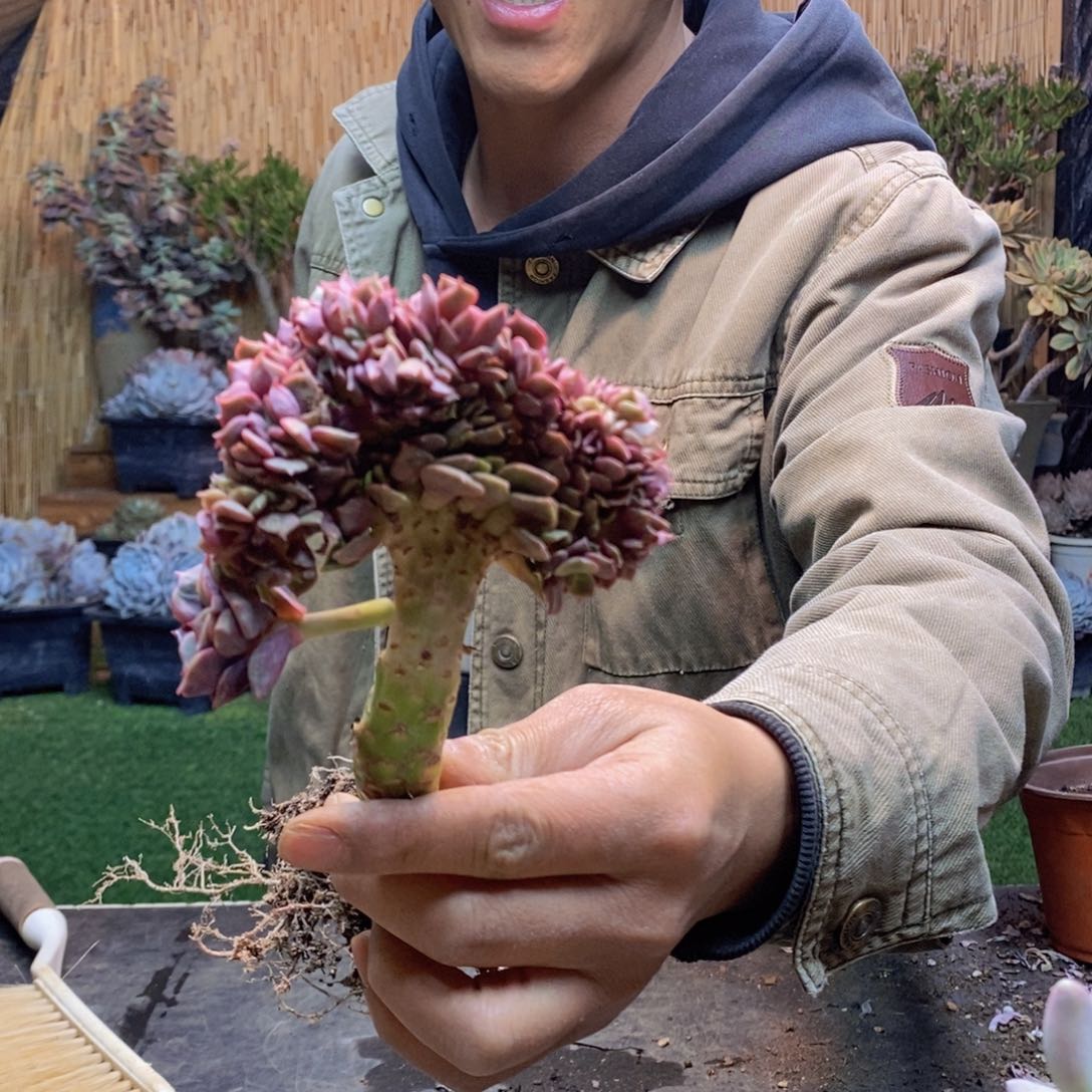 艾**?D133号大红袍缀