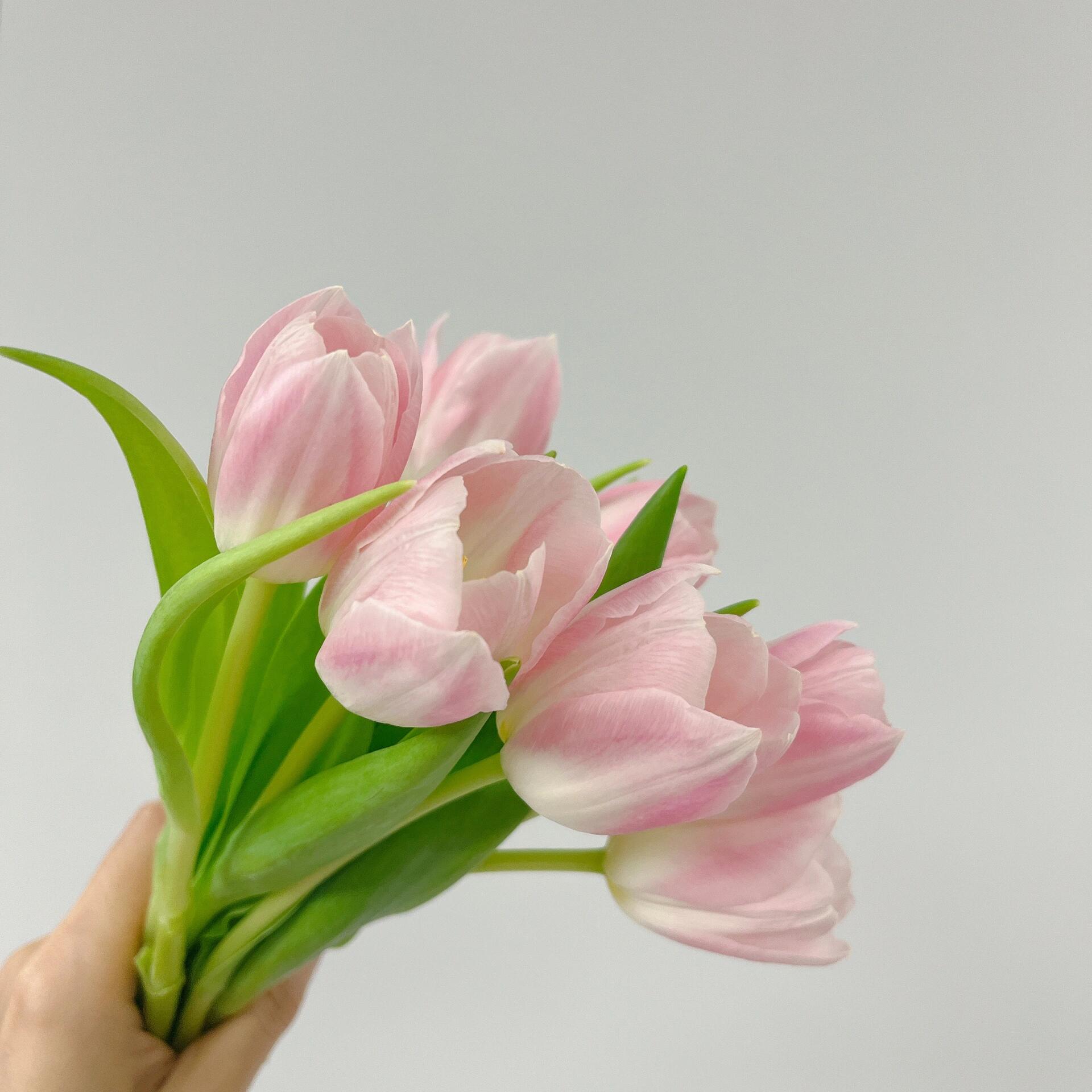 【郁金香】满4单顺丰包邮-零度以下不拍保温棉不售后