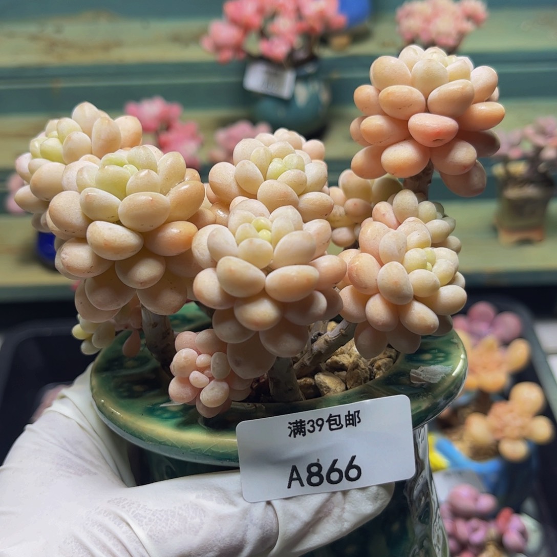 洛可可866/11cm多肉