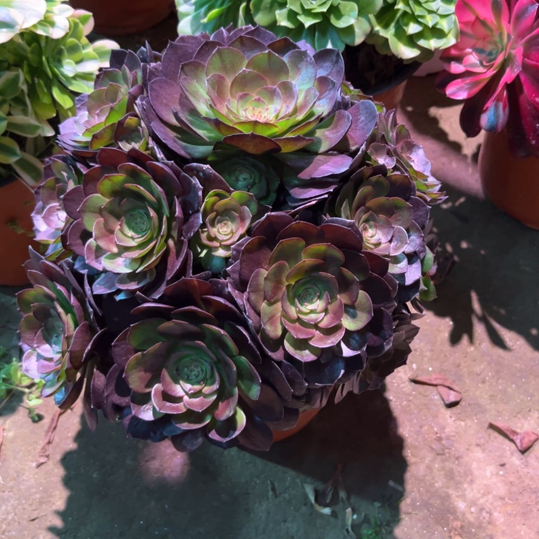 多肉植物黑美人849