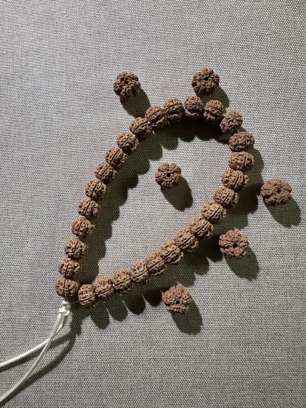 【龙爪凹底梅花单圈】原桩梅花小金刚菩提单圈毕业