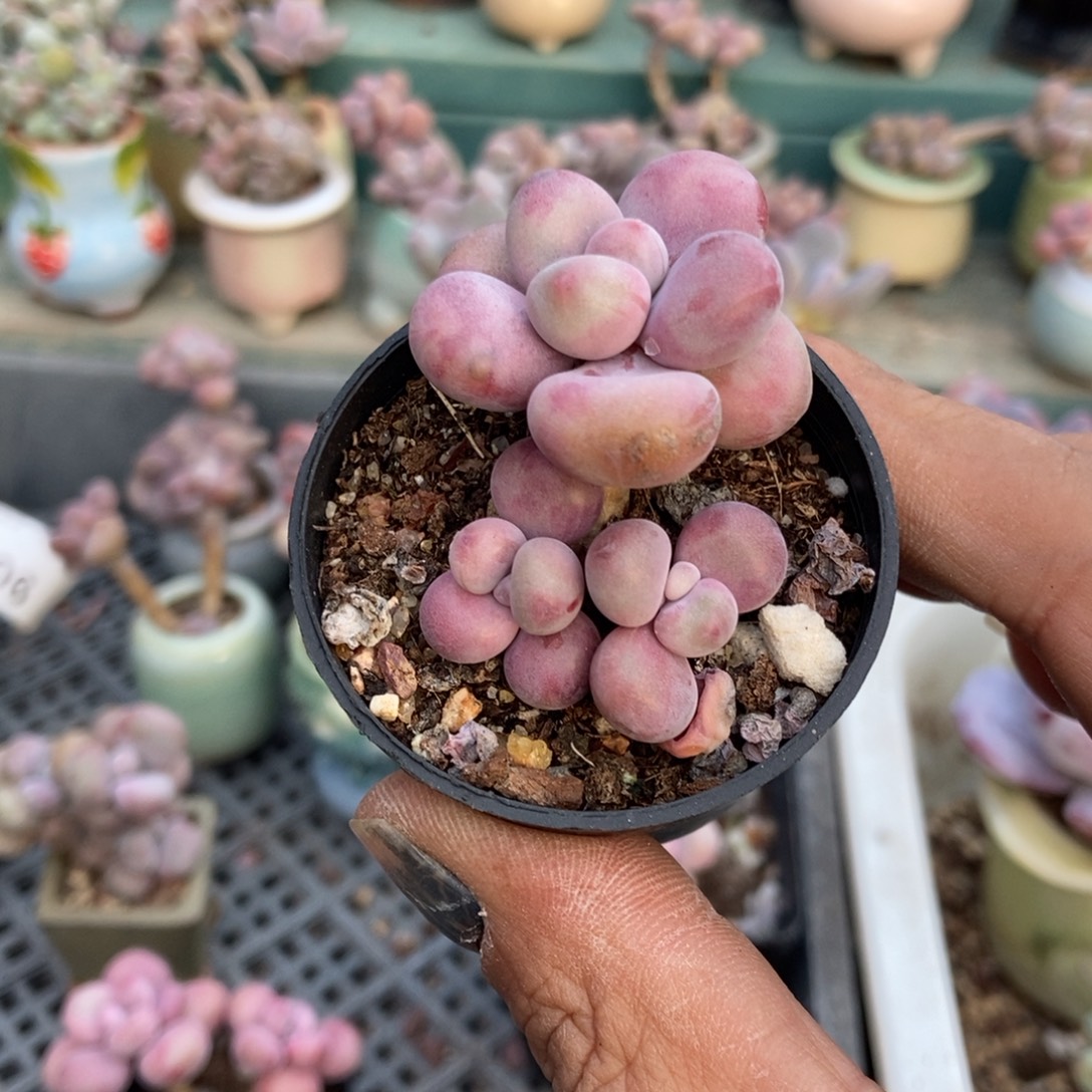 羚***主腰子桃蛋5米带盆发货