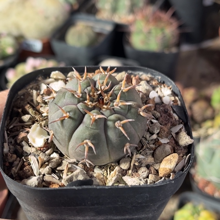 仙人球一物一拍实生