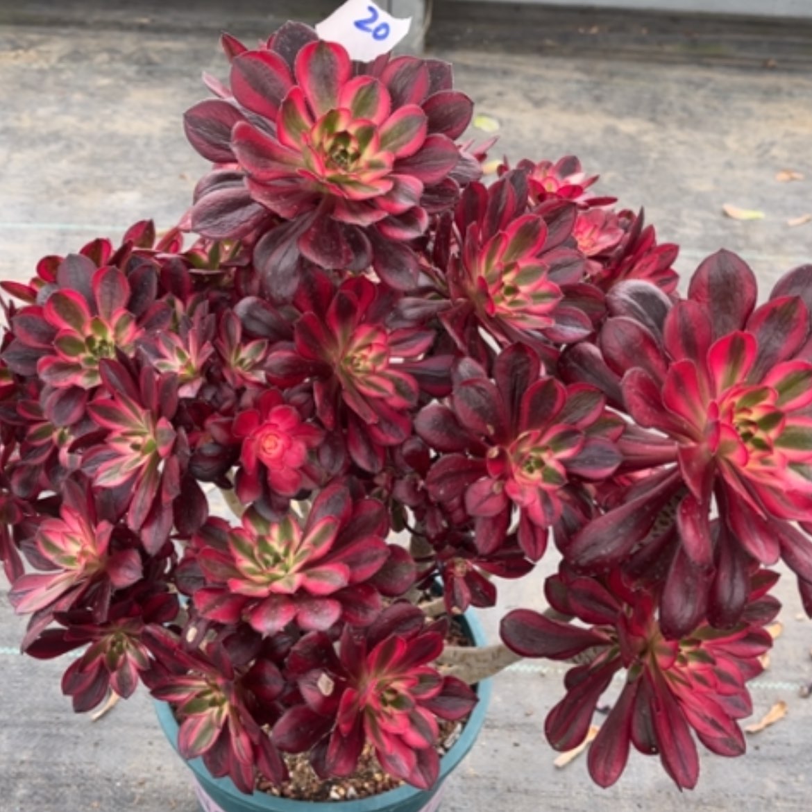 【闪购商品】20香奈儿多肉法师