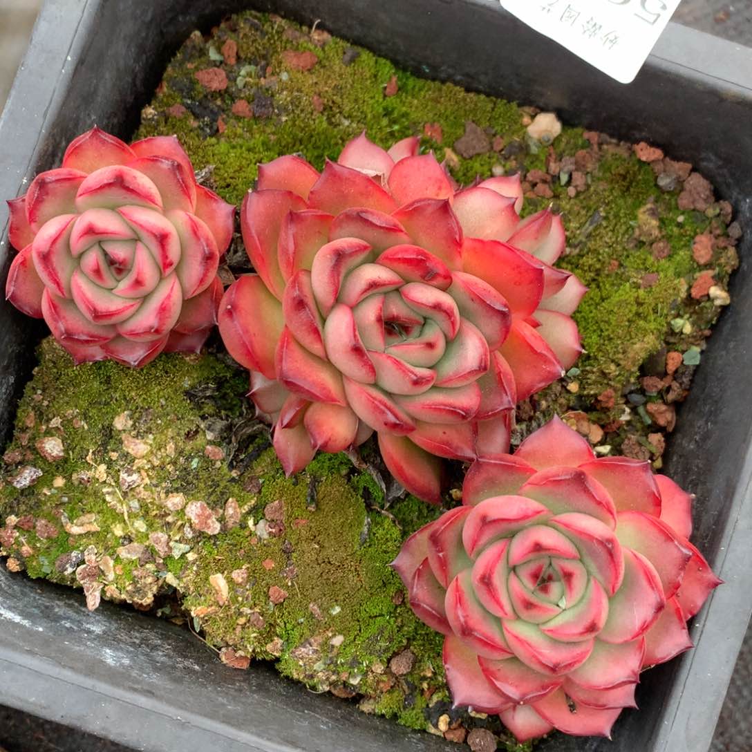 5666新年快乐发发发