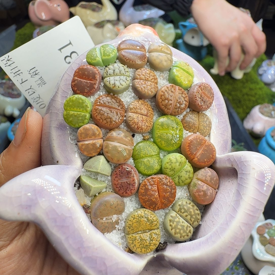 多肉植物福利冲631