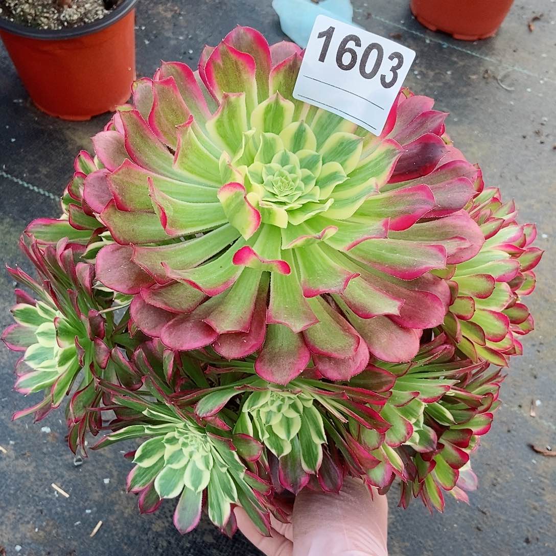 红陶1603天河3多肉