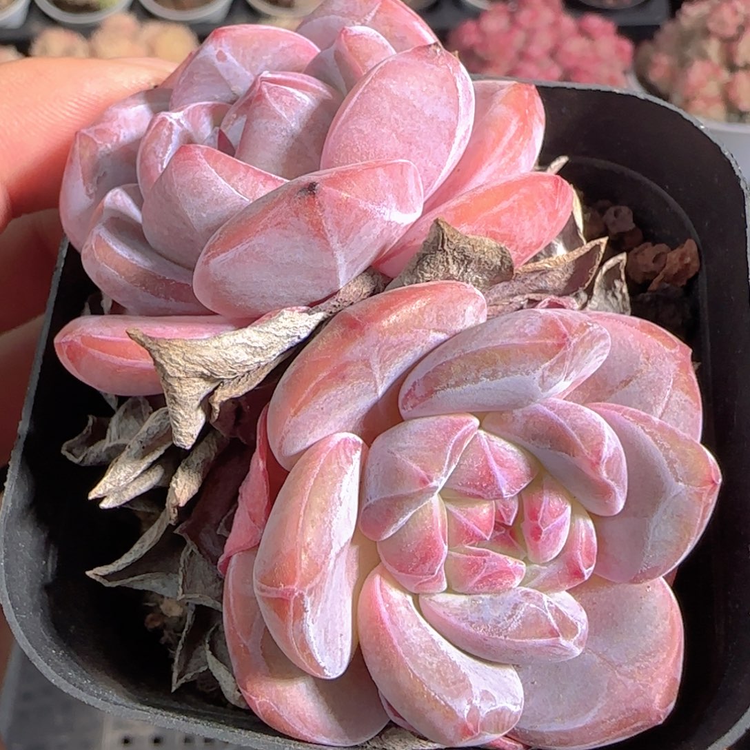 多肉1228-118石榴籽星影双头