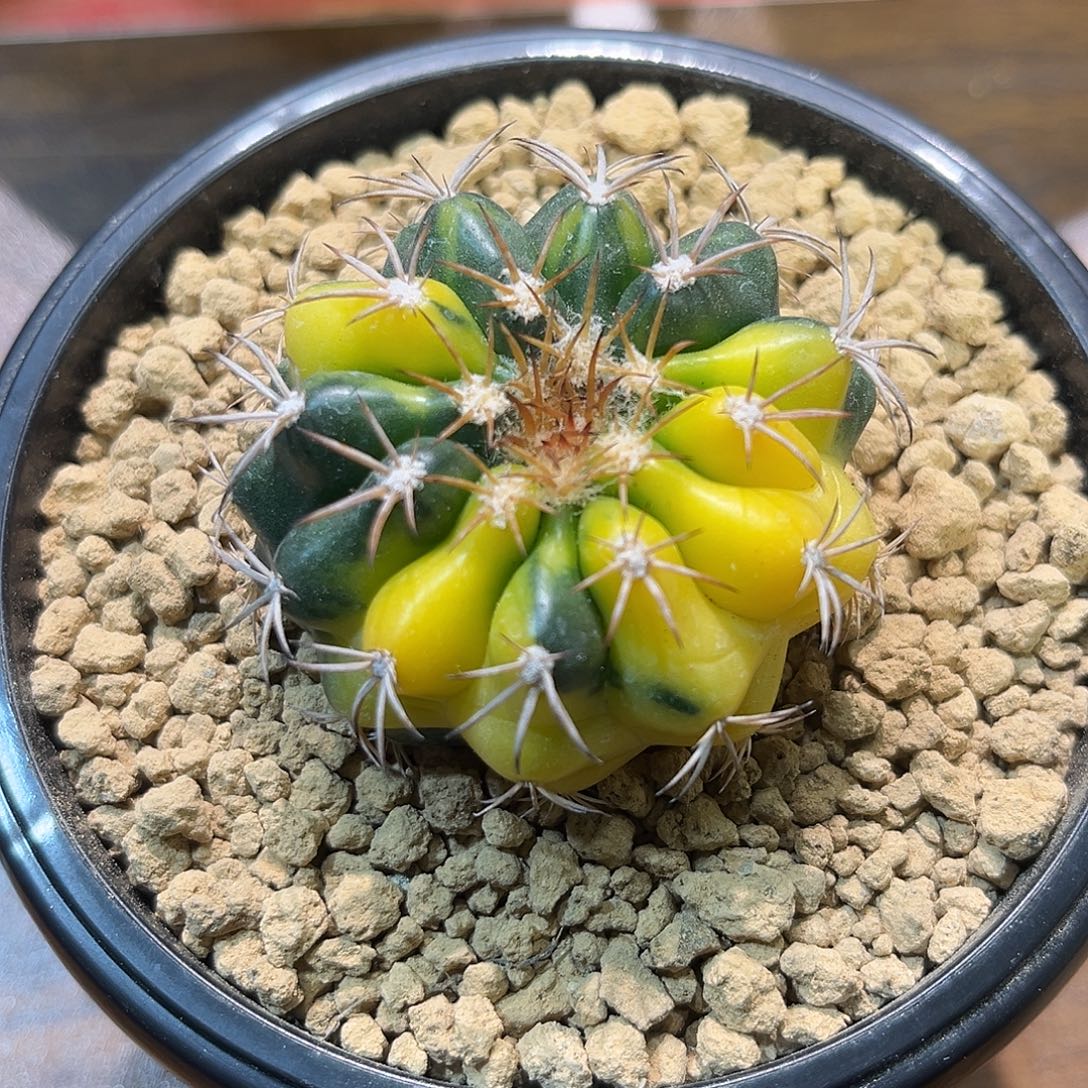 圆盘玉锦Zzzzzzzzzzzzzzzz