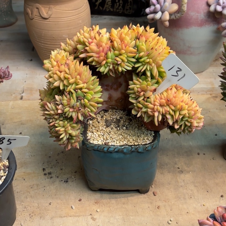 凡***传多肉植物，多肉一颗131号物流到付