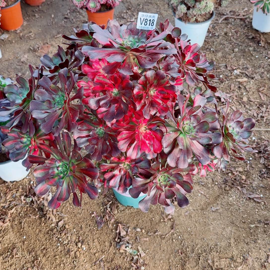 花蝴蝶法师818冠幅60