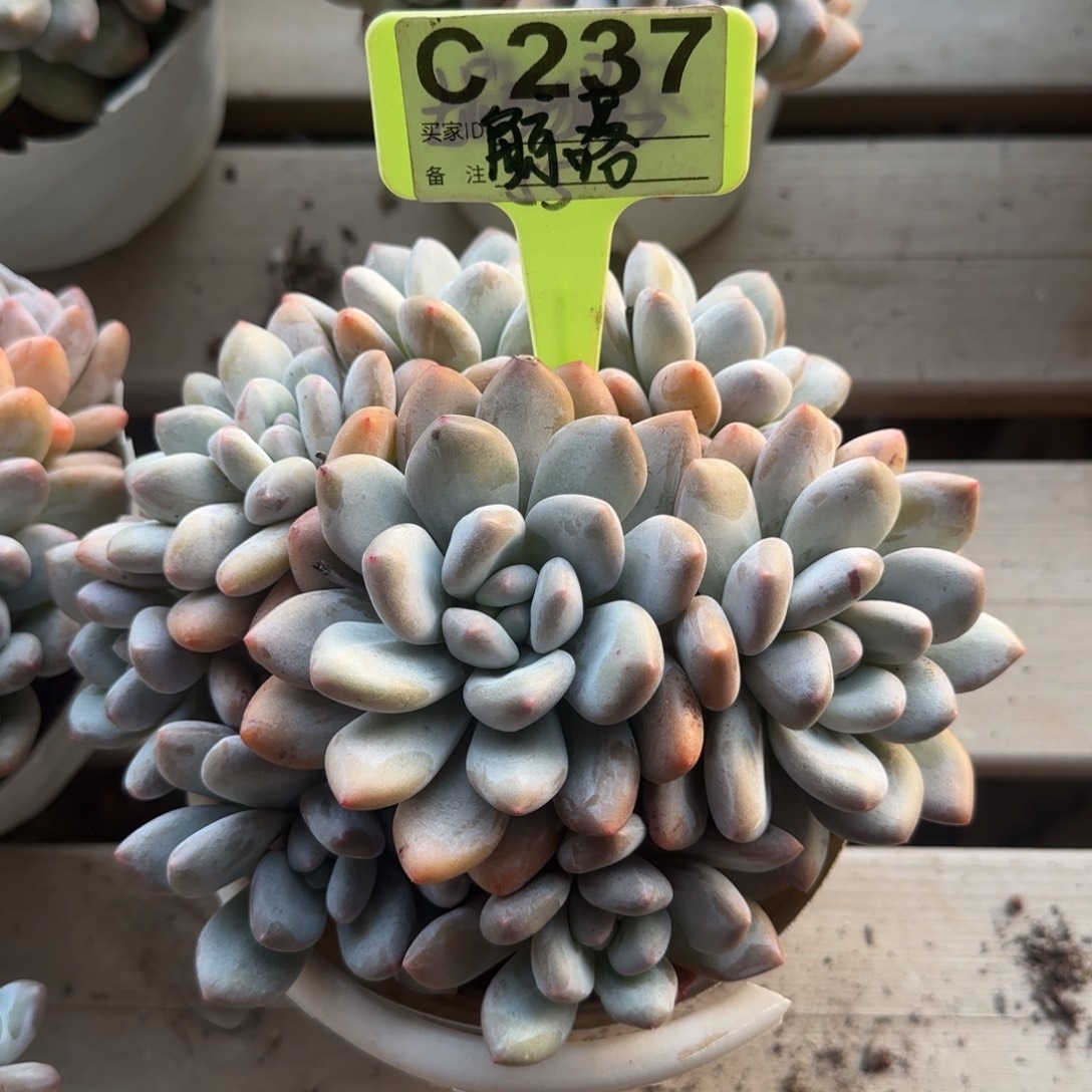 香水老桩多肉寄养免费