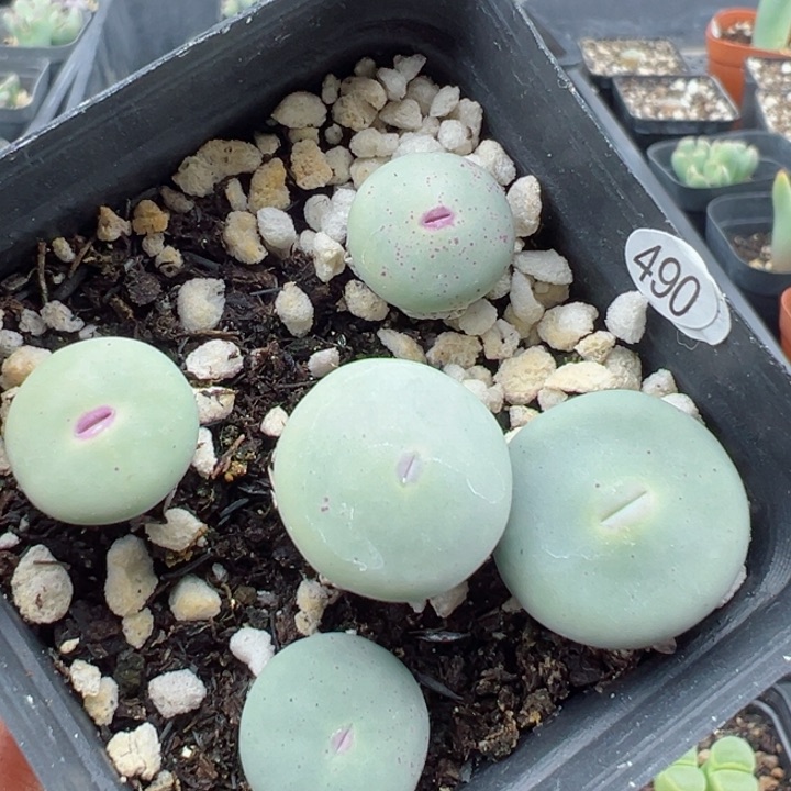 490号！1111111111111111