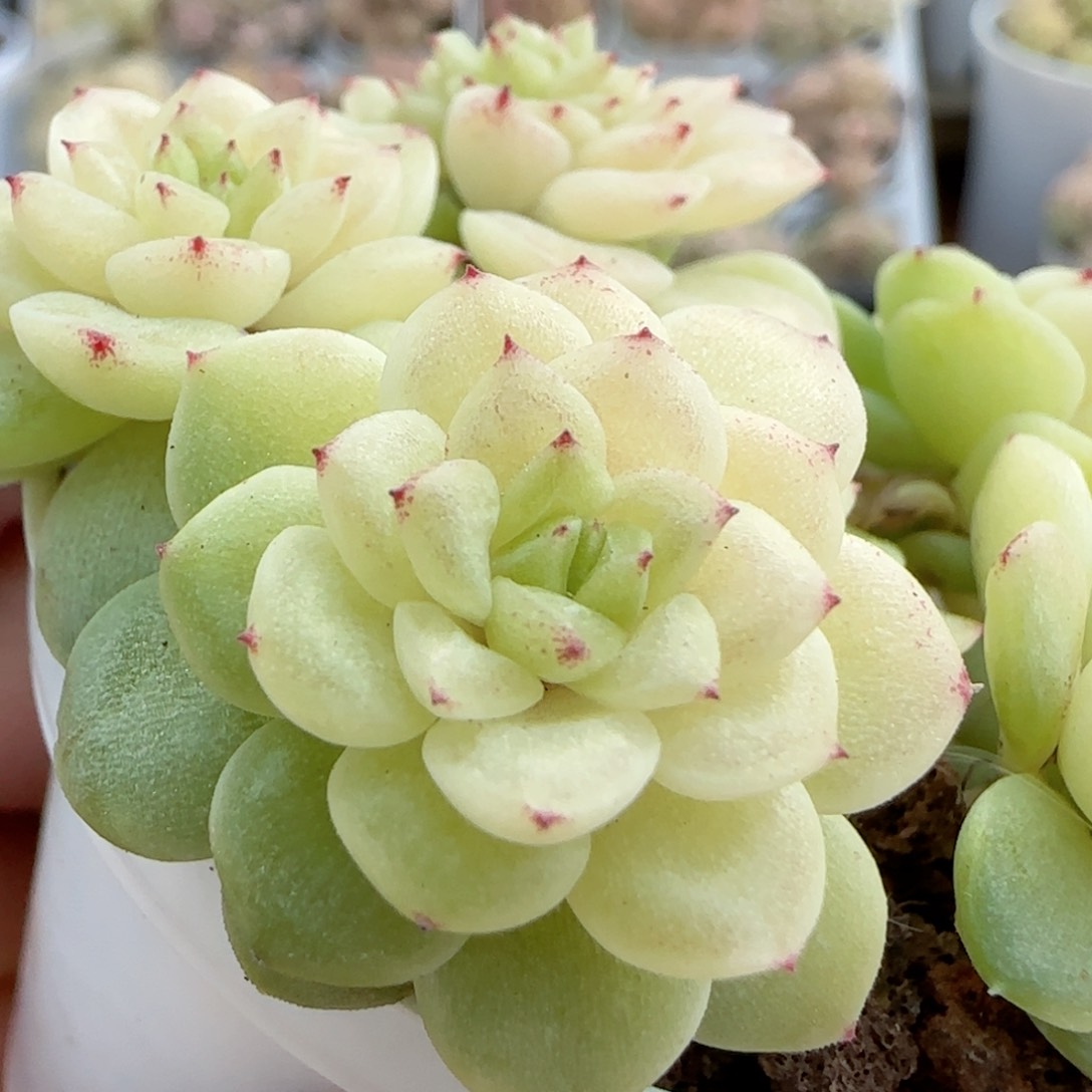 【闪购商品】0213-39散的