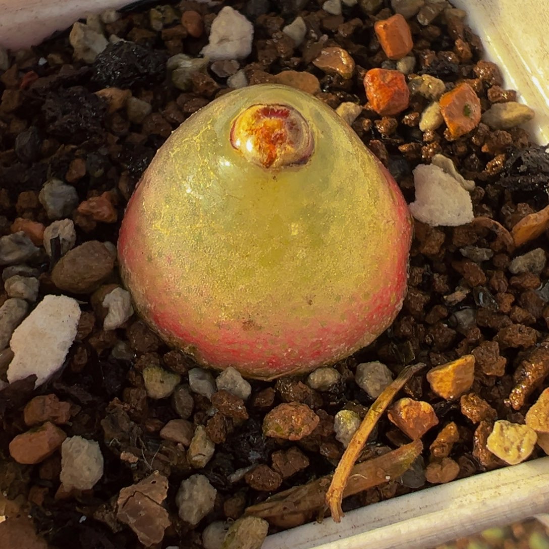 015多肉植物种类多样