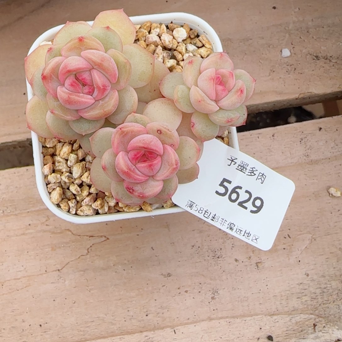 琴心，5629多肉植物