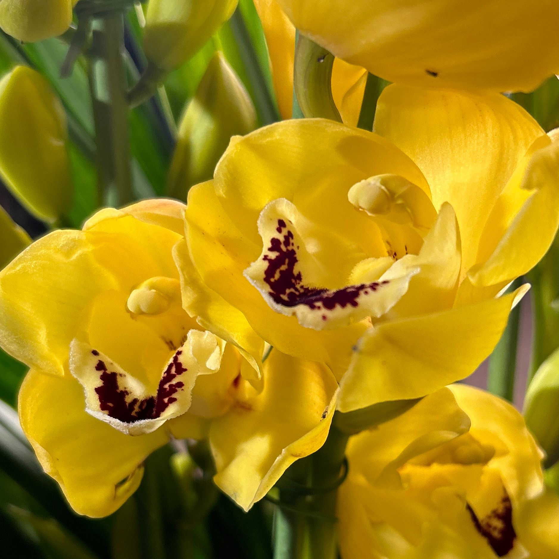 年宵绿植花大花蕙兰【杨贵妃】