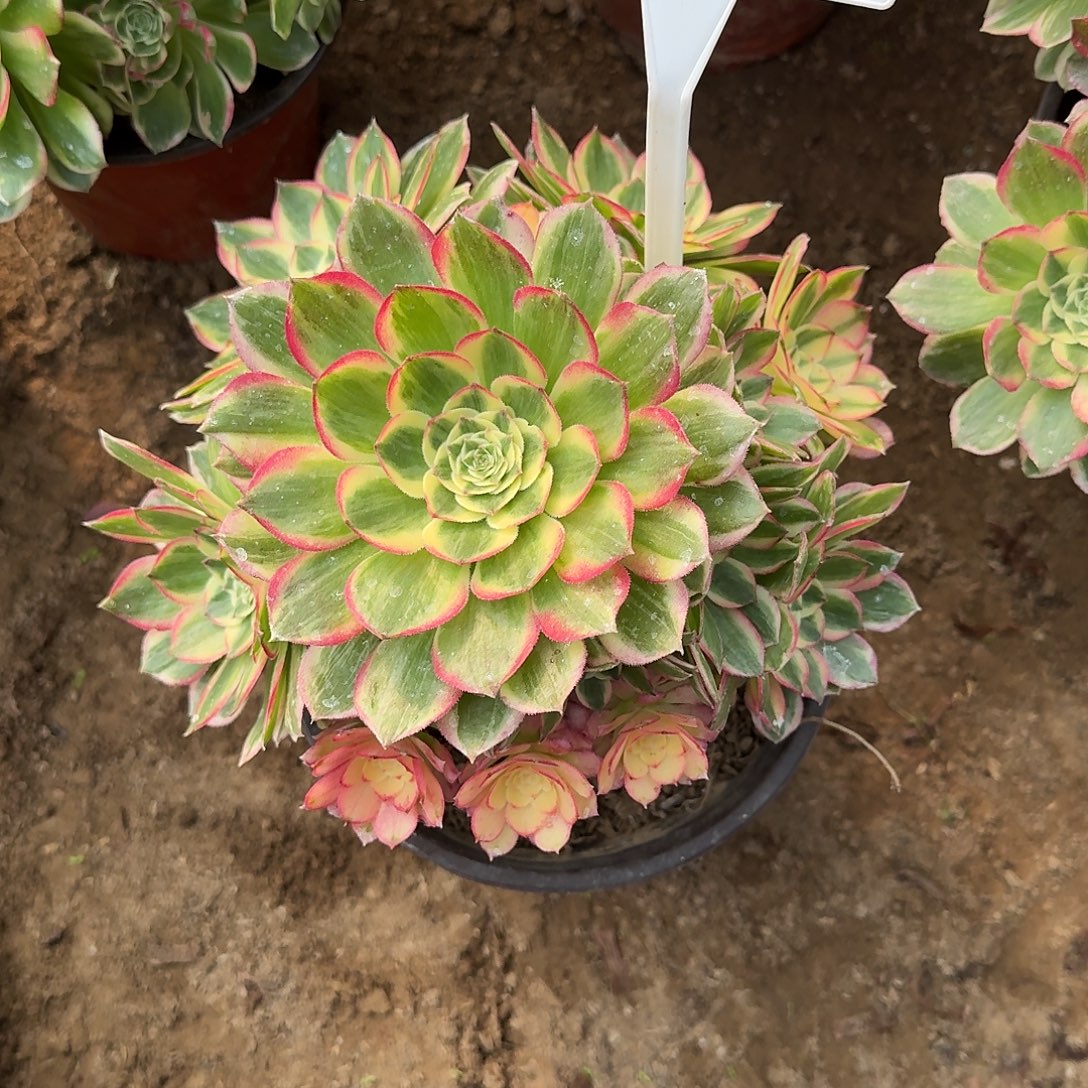 4515海仙多肉法师多肉