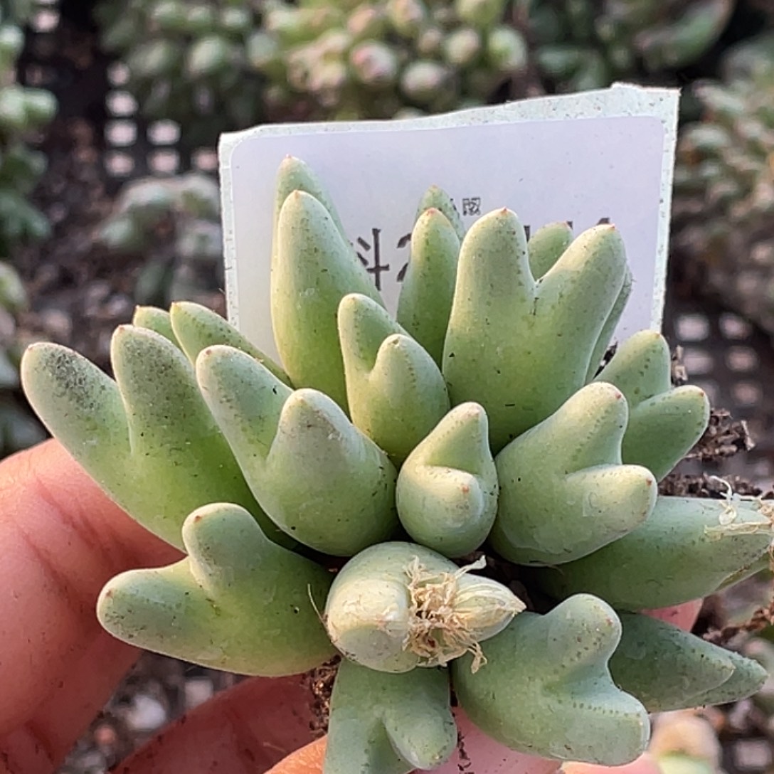 ****29-144肉锥多肉植物