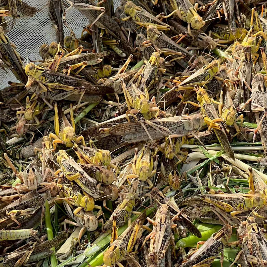 北方黑土地养殖速冻蚂蚱