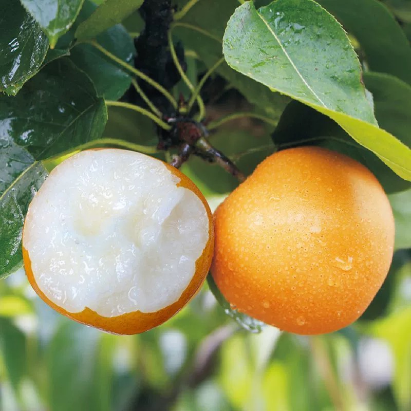 【正宗秋月梨】脆甜头茬现摘新鲜水果多汁超脆甜化渣冰糖中秋送礼