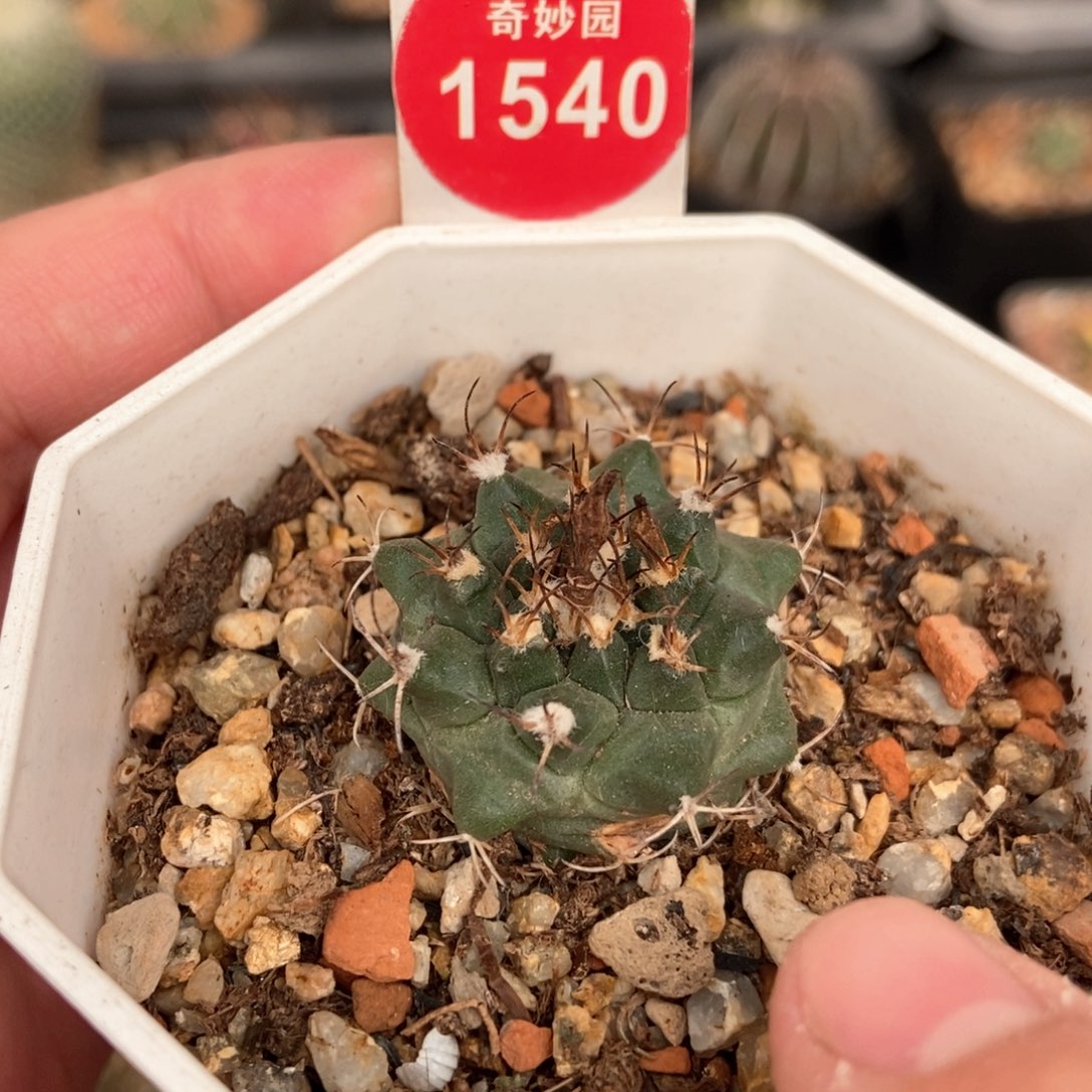 实生安吉球娇丽根部有疤