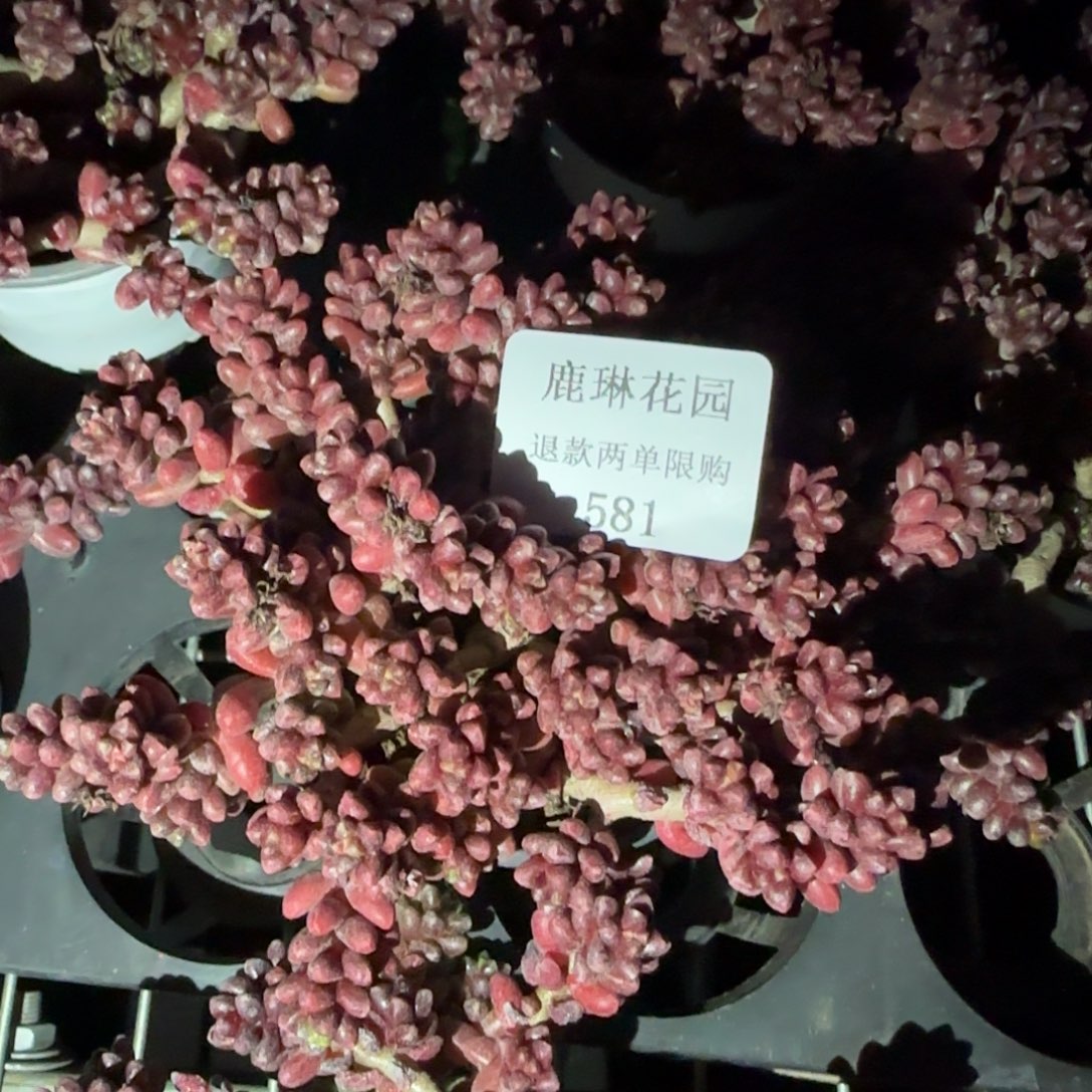 闪购精品多肉581号