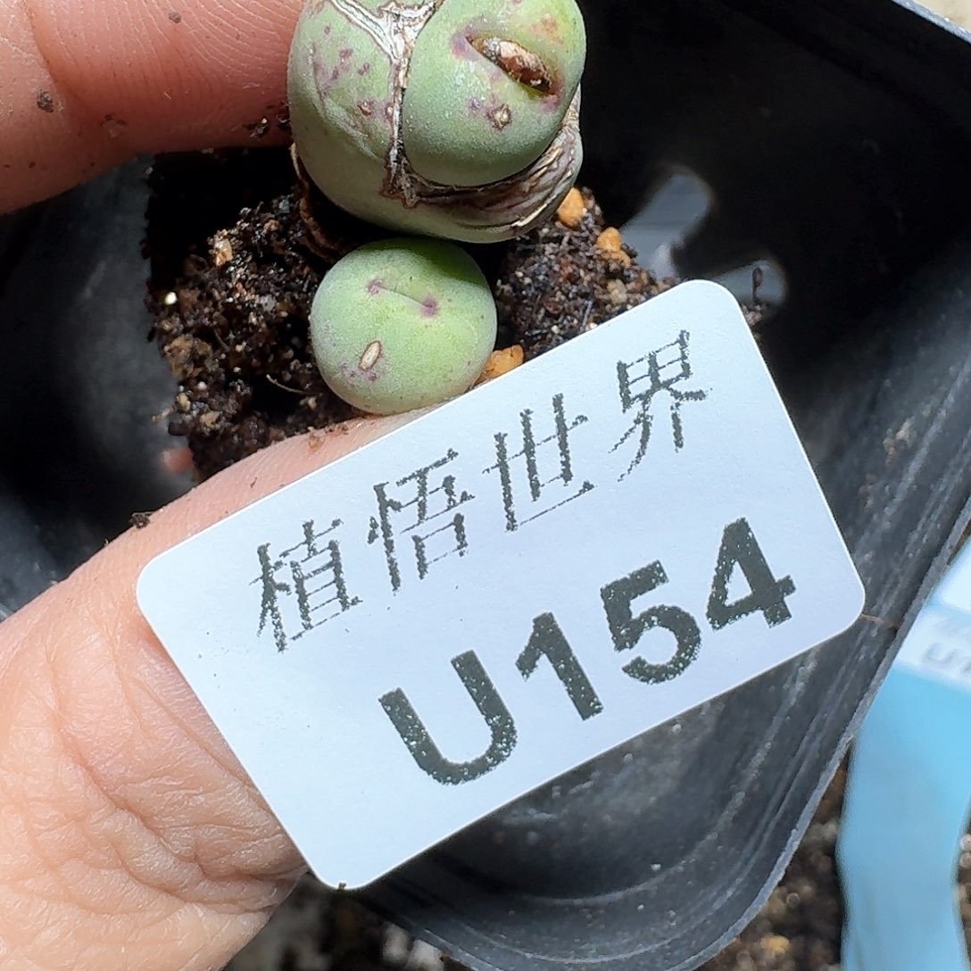 154号多肉植物哇c f