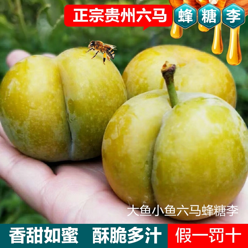 正宗贵州六马蜂糖李子新鲜水果尝鲜6个40-45安顺镇宁中通包邮限购