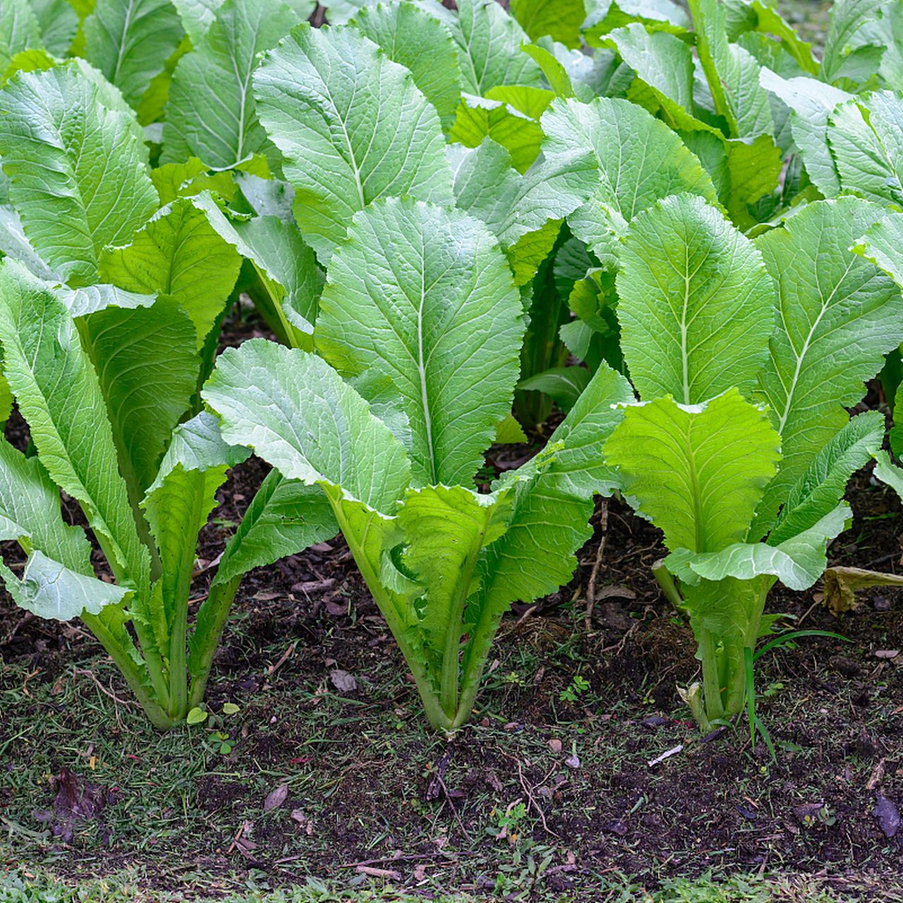 （全场满5包包邮）蔬菜种子厂家直销黄叶芥菜种子基地田园庭院露地