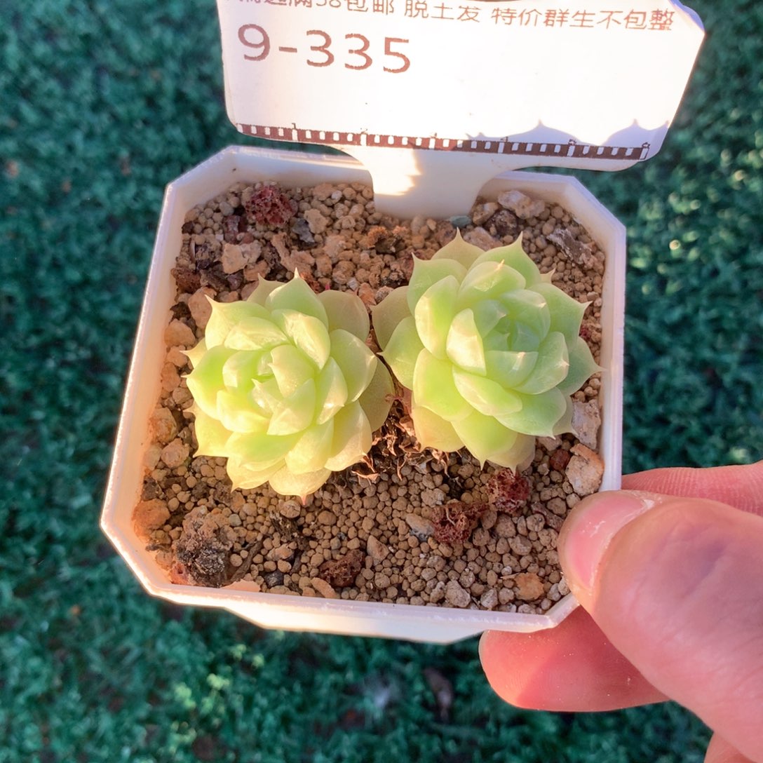 麦秆精品老桩58包邮不包整
