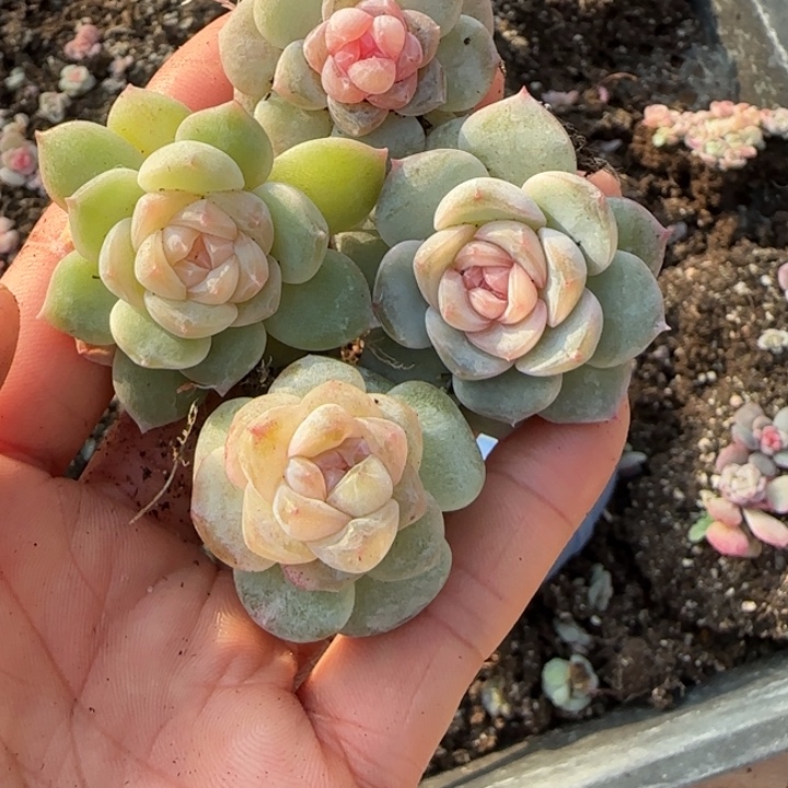 25 号王者系列多肉一盒