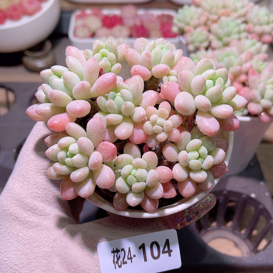 花利美24-104洛可可