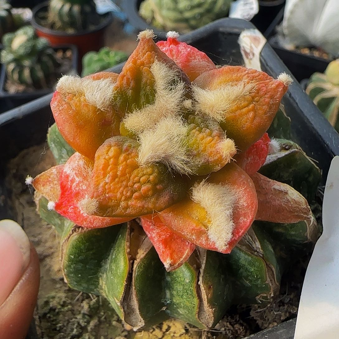 龟甲黑牡丹锦082