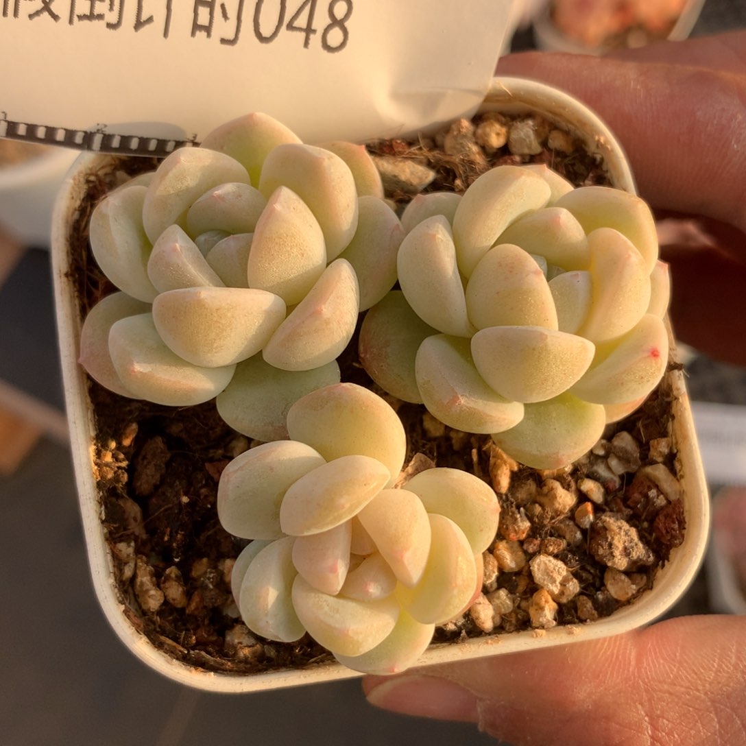 雪媚娘老桩精品多肉