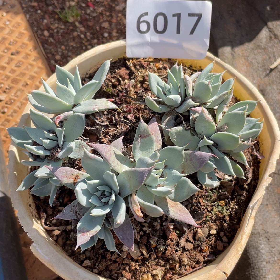 【闪购商品】苹果业二代杂