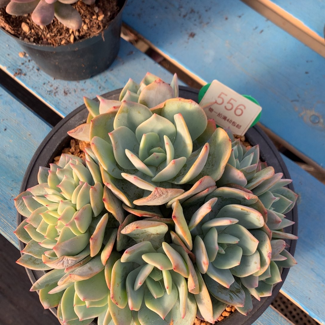 丸叶雪凤朵朵一物一拍556