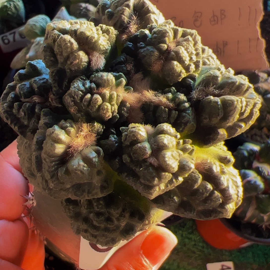 无花朵龟甲连山牡丹537