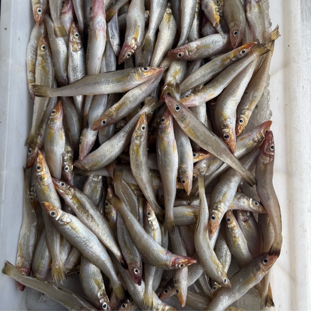 湛江海鲜沙尖鱼 煲汤 煎