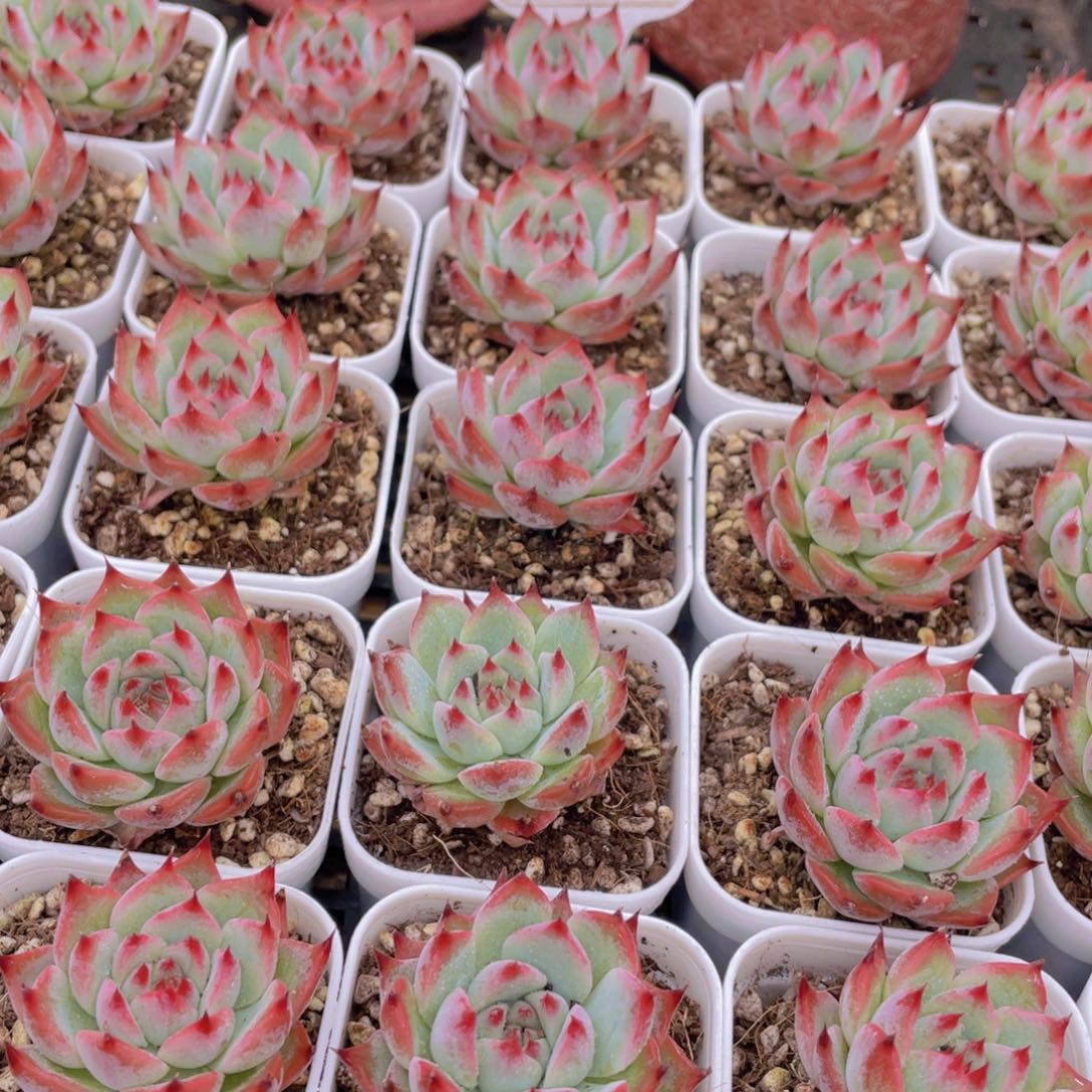 量拍43号 新品唐妆单头一个