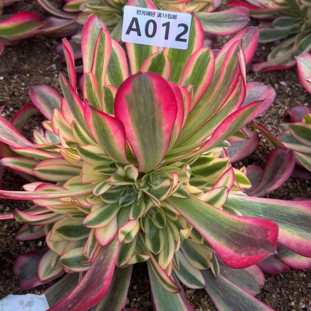 012美杜莎多肉植物